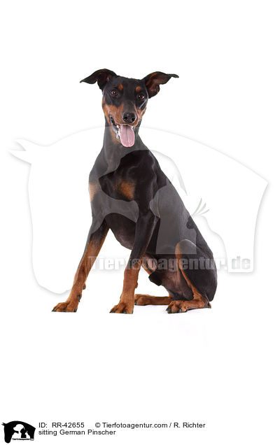 sitzender Deutscher Pinscher / sitting German Pinscher / RR-42655