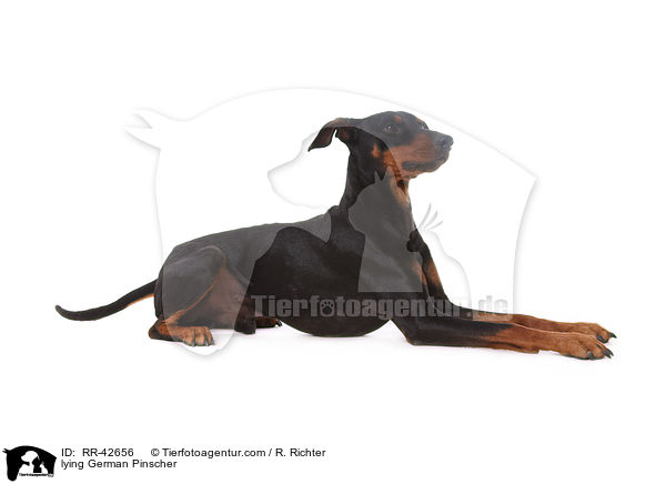 liegender Deutscher Pinscher / lying German Pinscher / RR-42656