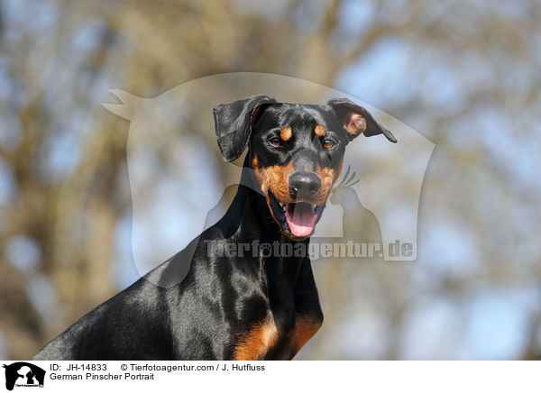 Deutscher Pinscher Portrait / German Pinscher Portrait / JH-14833