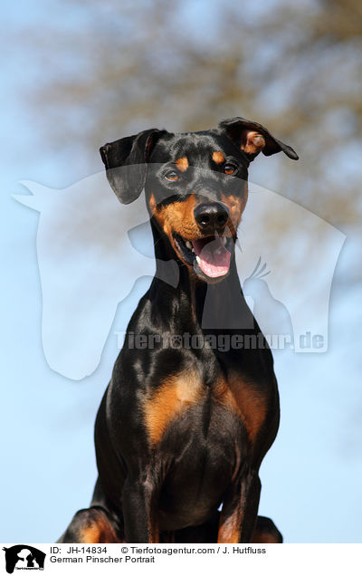 Deutscher Pinscher Portrait / German Pinscher Portrait / JH-14834