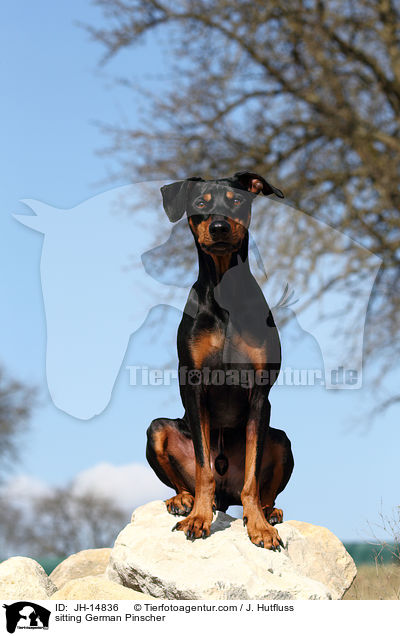 sitzender Deutscher Pinscher / sitting German Pinscher / JH-14836