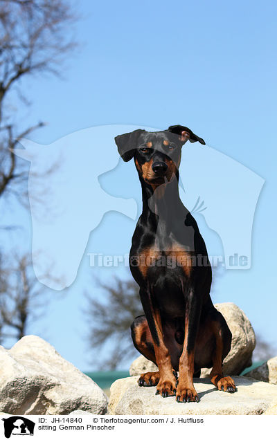 sitzender Deutscher Pinscher / sitting German Pinscher / JH-14840