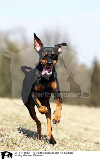 rennender Deutscher Pinscher / running German Pinscher / JH-14853