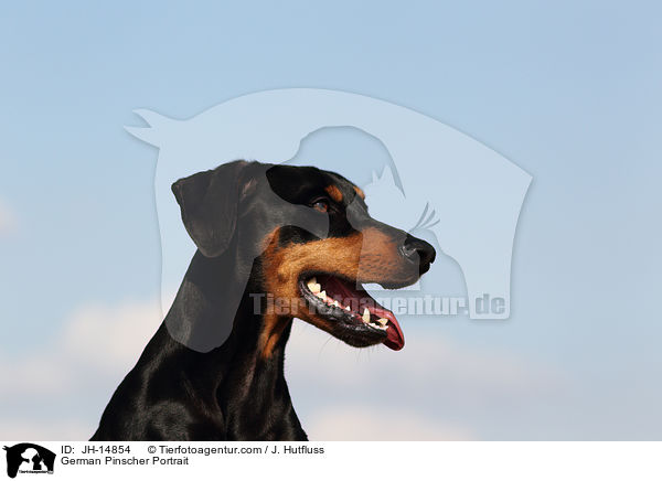 Deutscher Pinscher Portrait / German Pinscher Portrait / JH-14854