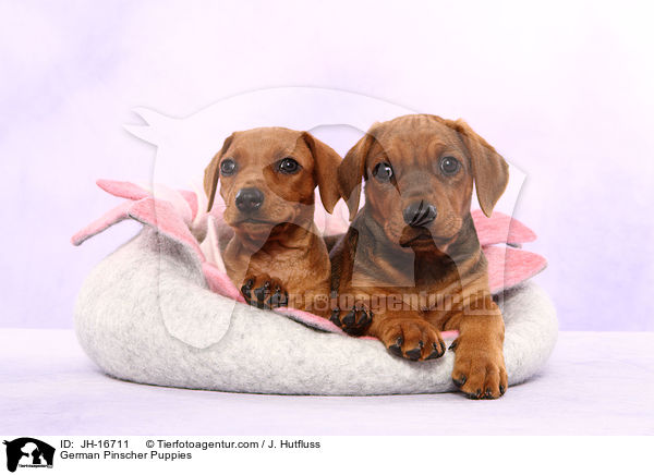 Deutsche Pinscher Welpen / German Pinscher Puppies / JH-16711