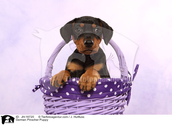 Deutscher Pinscher Welpe / German Pinscher Puppy / JH-16720