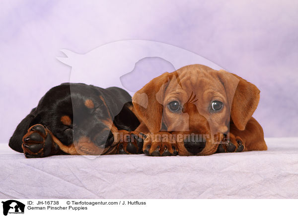 Deutsche Pinscher Welpen / German Pinscher Puppies / JH-16738