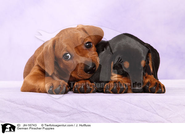 Deutsche Pinscher Welpen / German Pinscher Puppies / JH-16743