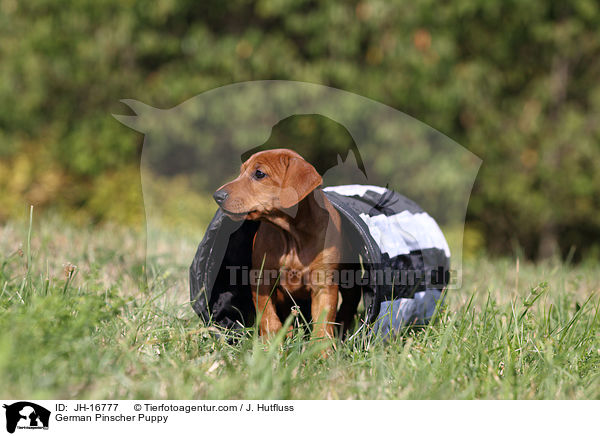 Deutscher Pinscher Welpe / German Pinscher Puppy / JH-16777