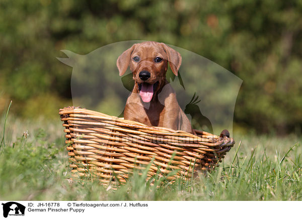 Deutscher Pinscher Welpe / German Pinscher Puppy / JH-16778