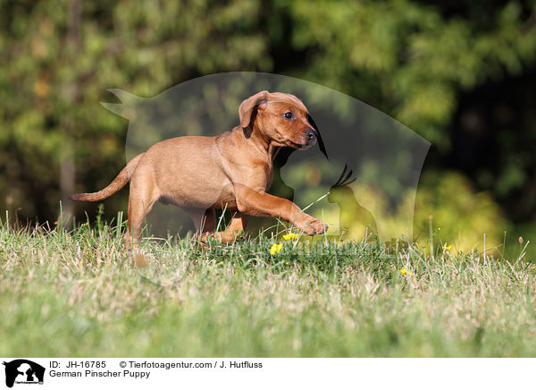 Deutscher Pinscher Welpe / German Pinscher Puppy / JH-16785