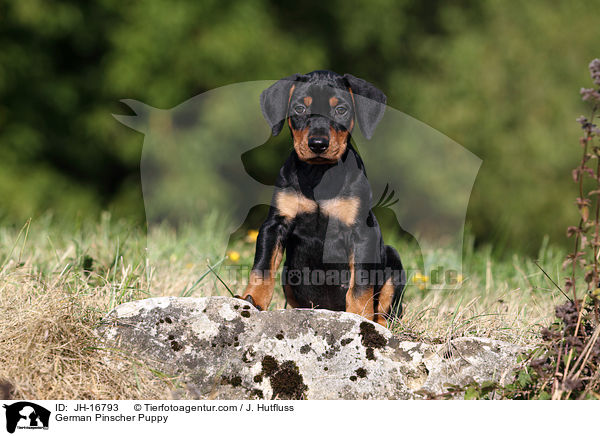 Deutscher Pinscher Welpe / German Pinscher Puppy / JH-16793