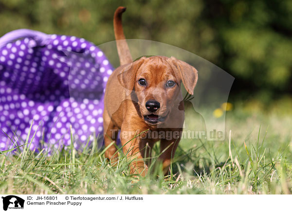 Deutscher Pinscher Welpe / German Pinscher Puppy / JH-16801