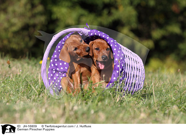 Deutsche Pinscher Welpen / German Pinscher Puppies / JH-16809