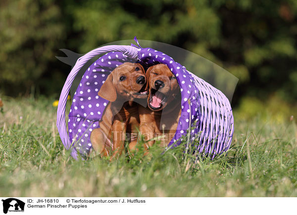 Deutsche Pinscher Welpen / German Pinscher Puppies / JH-16810