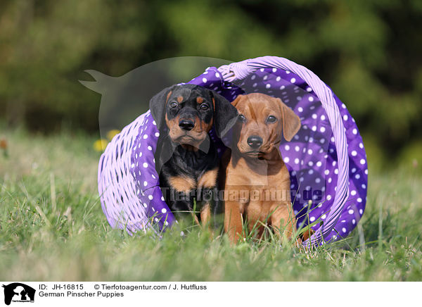 Deutsche Pinscher Welpen / German Pinscher Puppies / JH-16815