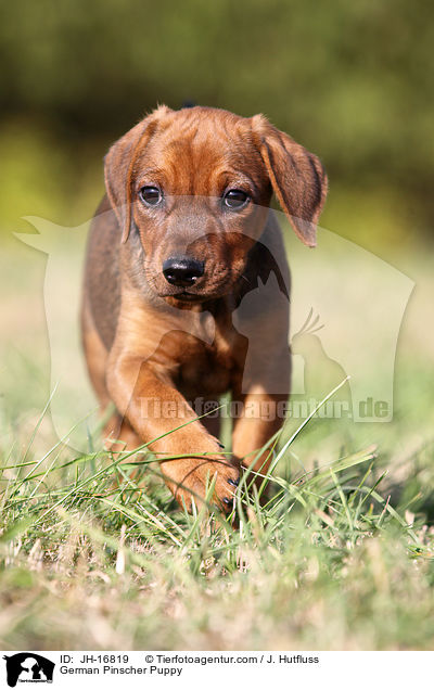 Deutscher Pinscher Welpe / German Pinscher Puppy / JH-16819