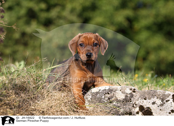 Deutscher Pinscher Welpe / German Pinscher Puppy / JH-16822