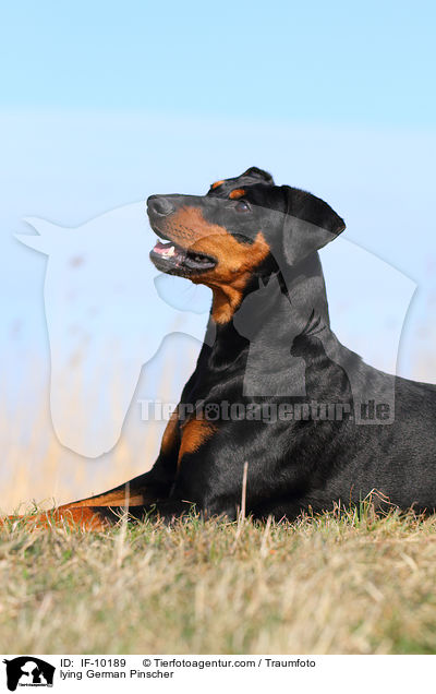 liegender Deutscher Pinscher / lying German Pinscher / IF-10189