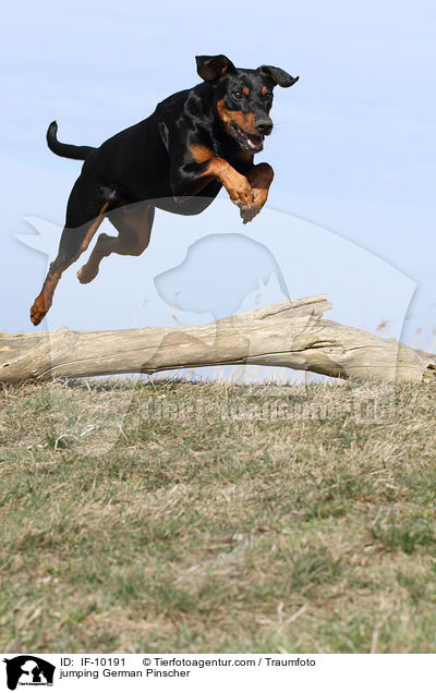 springender Deutscher Pinscher / jumping German Pinscher / IF-10191