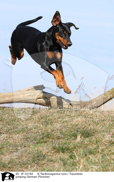 springender Deutscher Pinscher / jumping German Pinscher / IF-10192