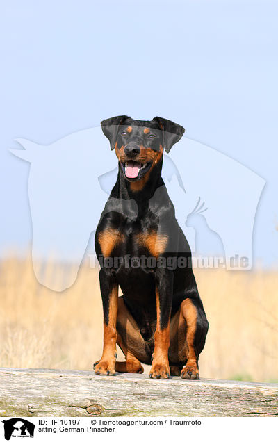 sitzender Deutscher Pinscher / sitting German Pinscher / IF-10197