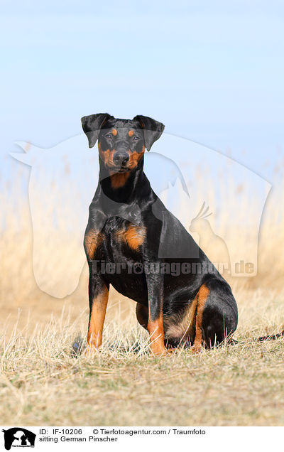 sitzender Deutscher Pinscher / sitting German Pinscher / IF-10206