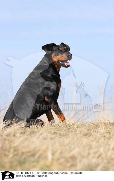 sitzender Deutscher Pinscher / sitting German Pinscher / IF-10211