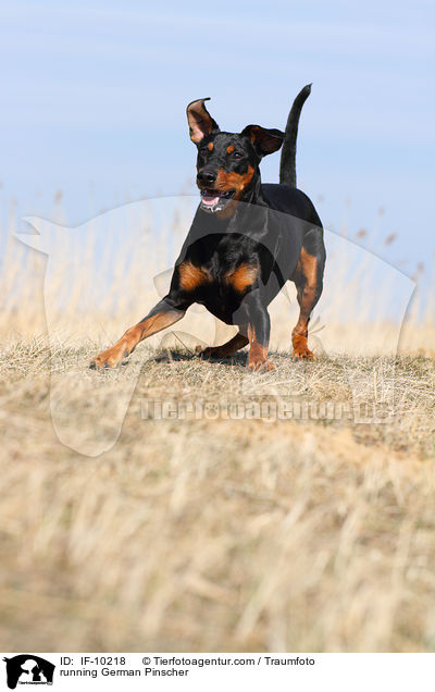 rennender Deutscher Pinscher / running German Pinscher / IF-10218