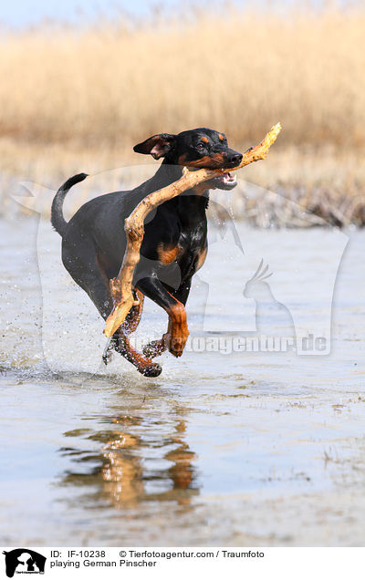 spielender Deutscher Pinscher / playing German Pinscher / IF-10238