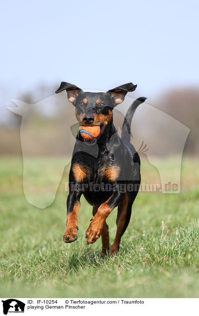 spielender Deutscher Pinscher / playing German Pinscher / IF-10254