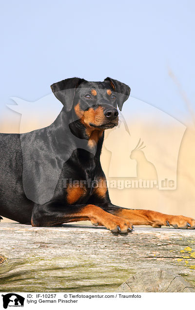 liegender Deutscher Pinscher / lying German Pinscher / IF-10257