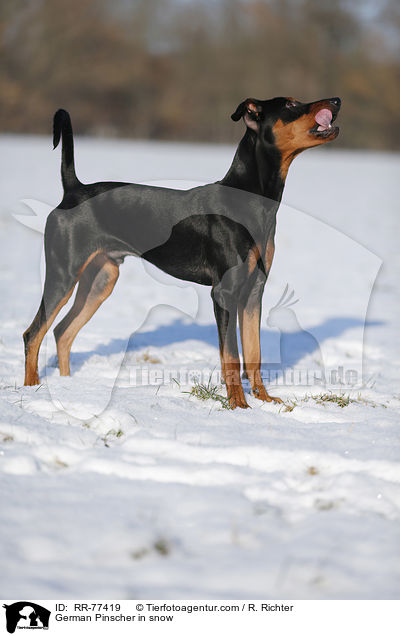 Deutscher Pinscher im Schnee / German Pinscher in snow / RR-77419