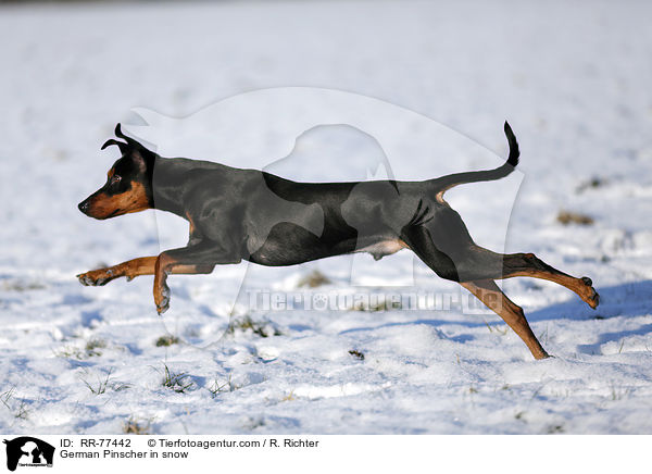 German Pinscher in snow / RR-77442