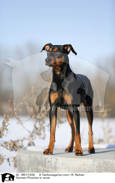 Deutscher Pinscher im Schnee / German Pinscher in snow / RR-77458