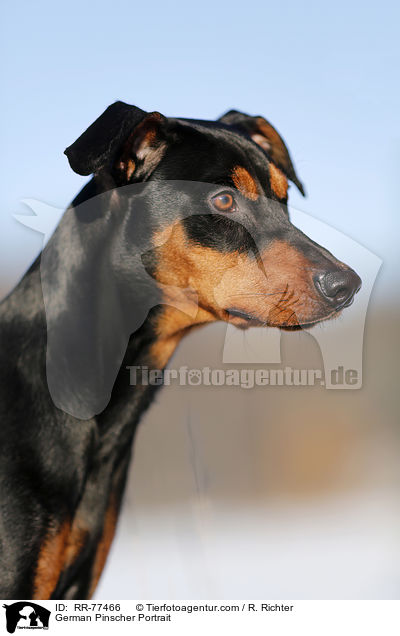 Deutscher Pinscher Portrait / German Pinscher Portrait / RR-77466