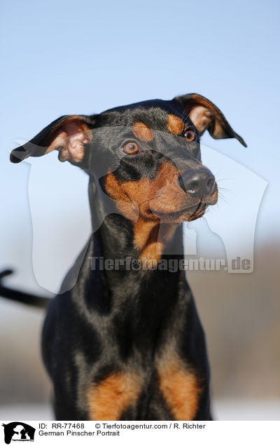 Deutscher Pinscher Portrait / German Pinscher Portrait / RR-77468