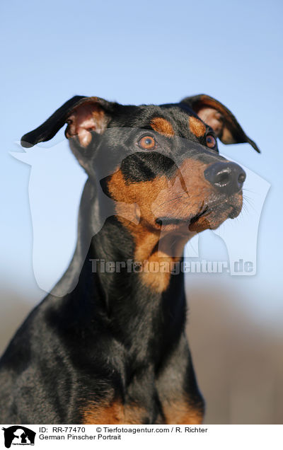 Deutscher Pinscher Portrait / German Pinscher Portrait / RR-77470