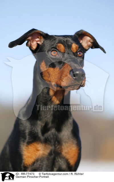 Deutscher Pinscher Portrait / German Pinscher Portrait / RR-77473