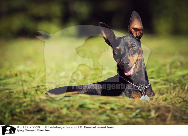 liegender Deutsche Pinscher / lying German Pinscher / CDE-02229