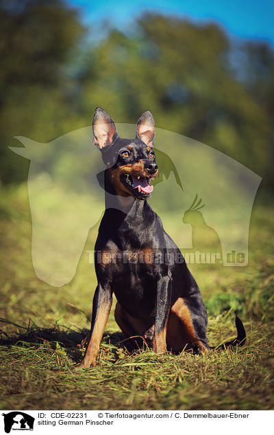 sitzender Deutsche Pinscher / sitting German Pinscher / CDE-02231