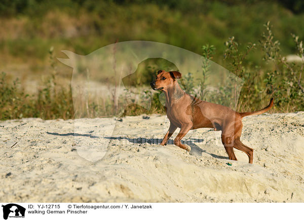 laufender Deutscher Pinscher / walking German Pinscher / YJ-12715