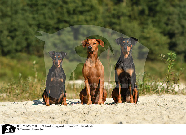 3 Deutsche Pinscher / 3 German Pinscher / YJ-12719