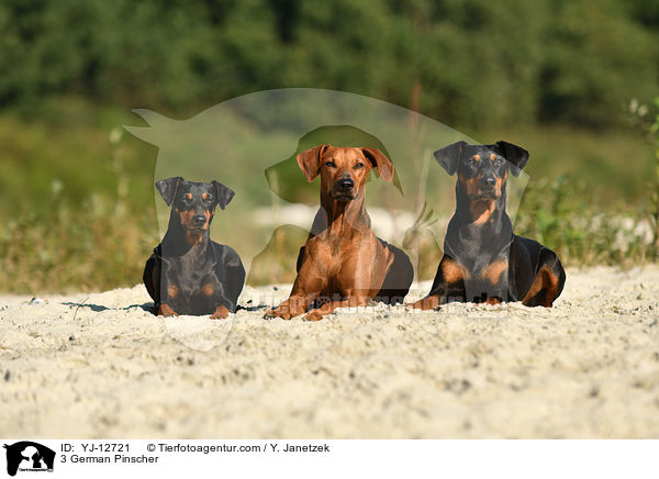 3 Deutscher Pinsche / 3 German Pinscher / YJ-12721