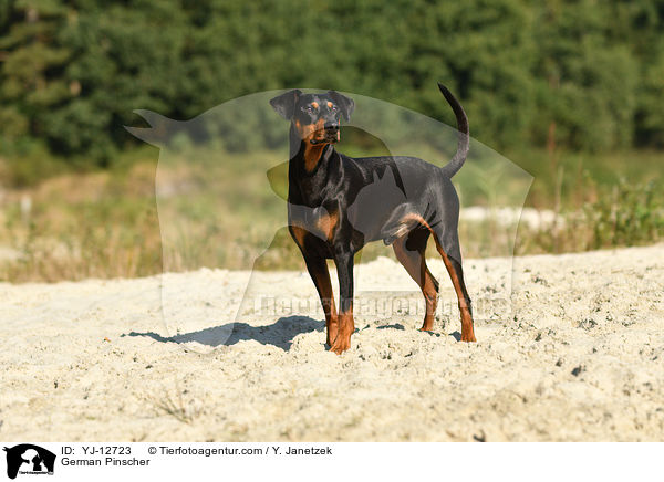 Deutscher Pinscher / German Pinscher / YJ-12723