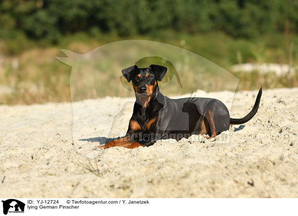 liegender Deutscher Pinscher / lying German Pinscher / YJ-12724