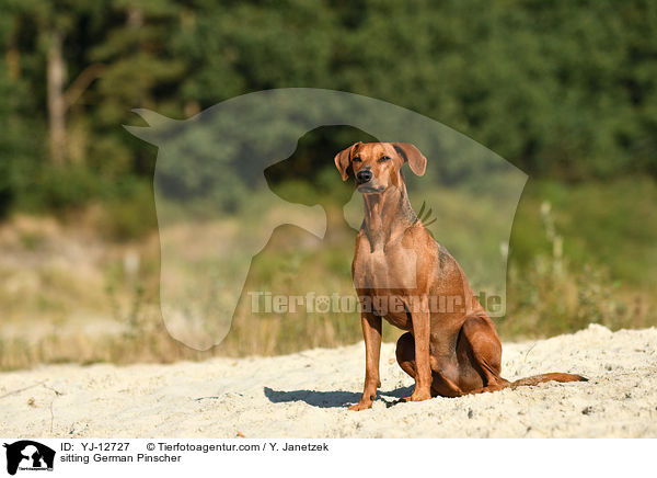 sitzender Deutscher Pinscher / sitting German Pinscher / YJ-12727