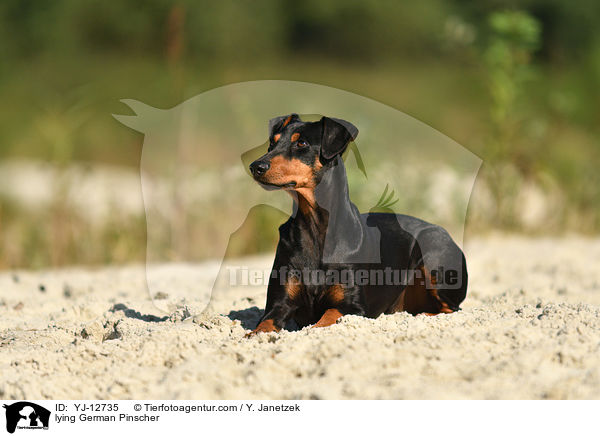 liegender Deutscher Pinscher / lying German Pinscher / YJ-12735