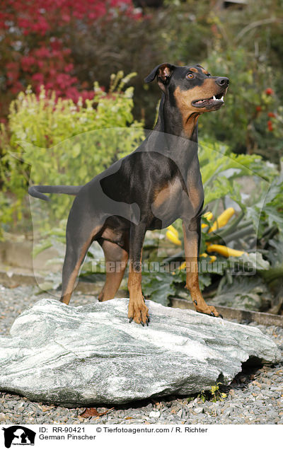 Deutscher Pinscher / German Pinscher / RR-90421