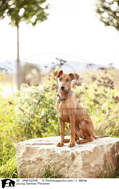 junger Deutscher Pinscher / young German Pinscher / JAM-02056